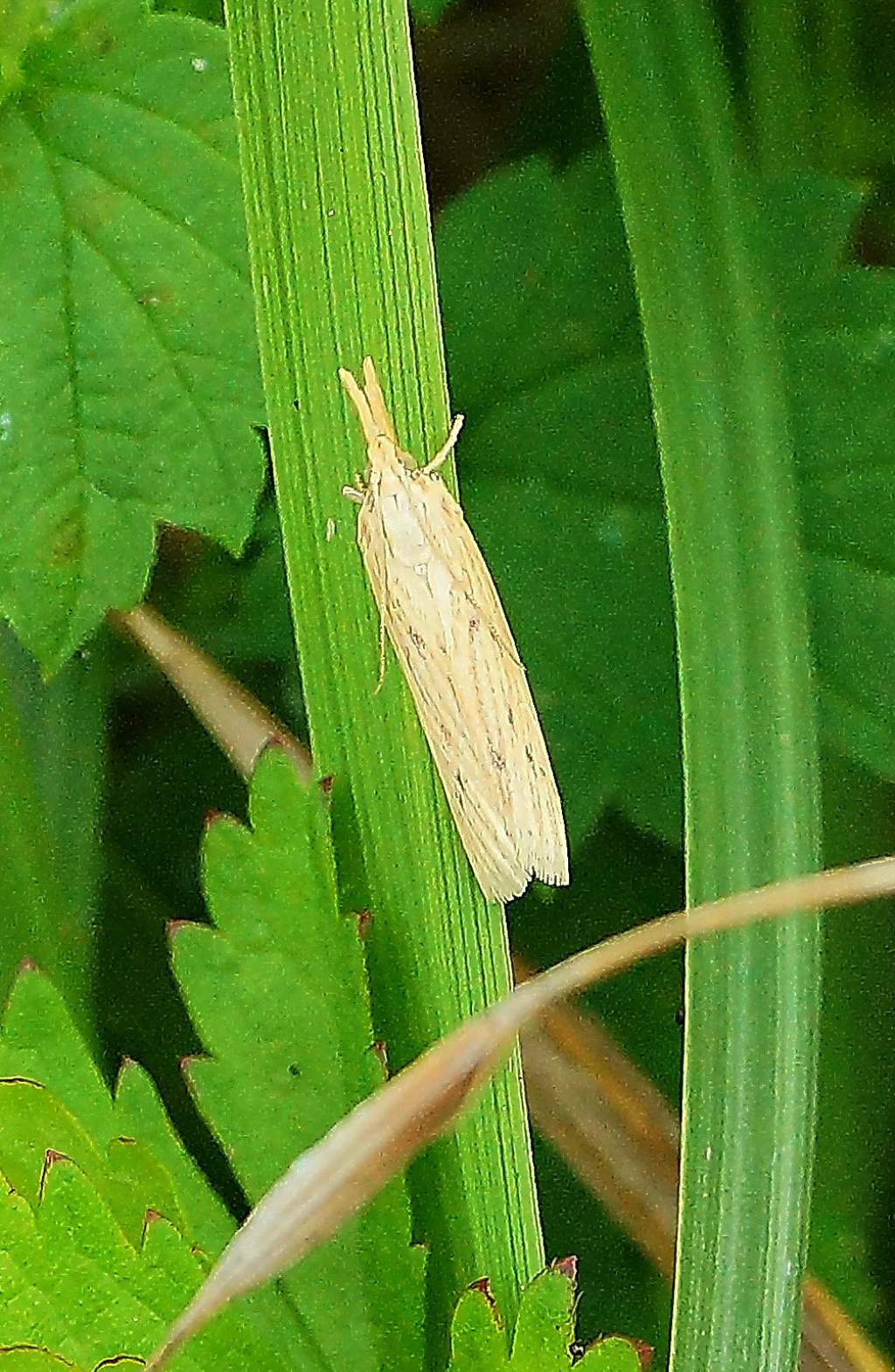 id crambidae? - Ematheudes punctella