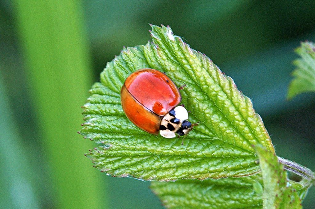 Harmonia axyridis, Coccinellidae