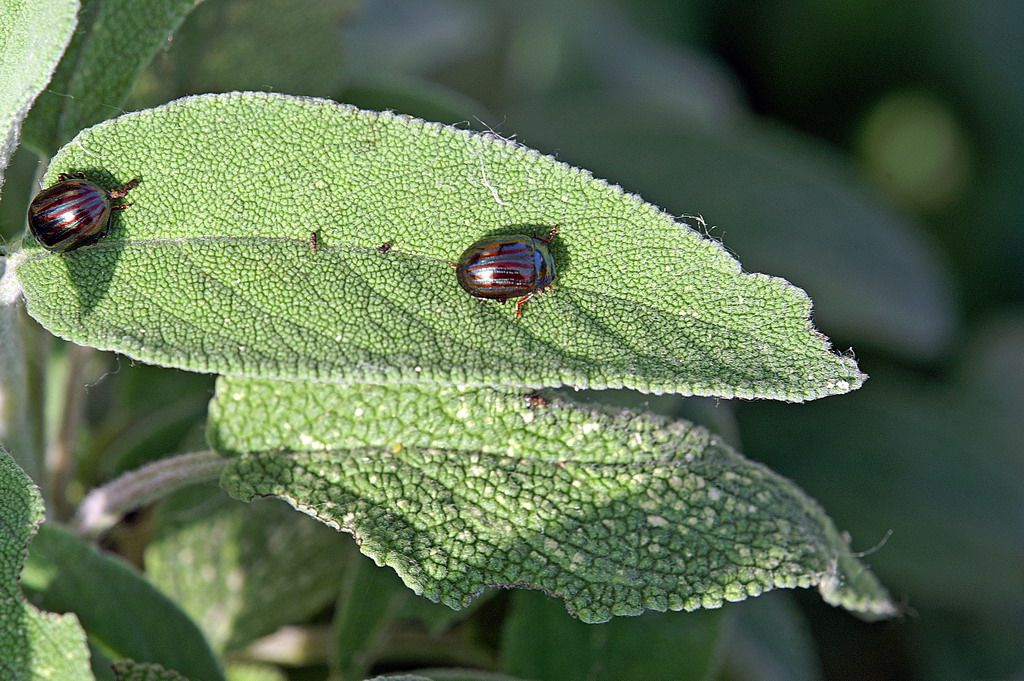 Chrysolina americana, Chrysomelidae