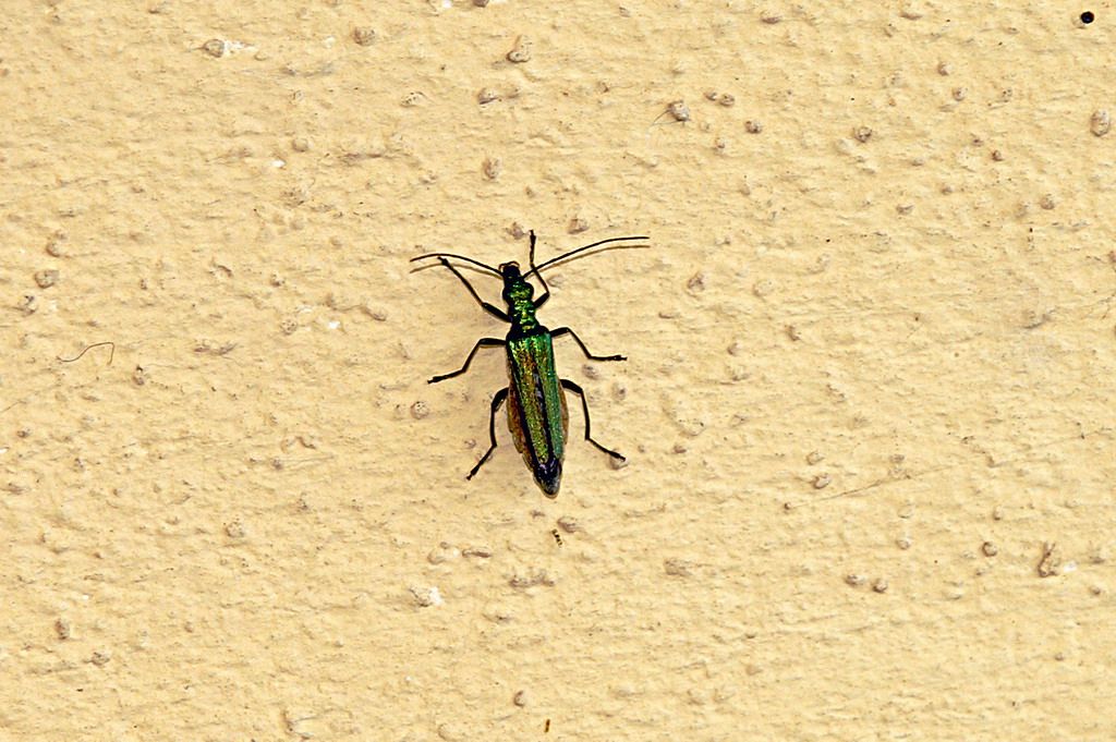 Oedemera nobilis, femmina. Oedemeridae