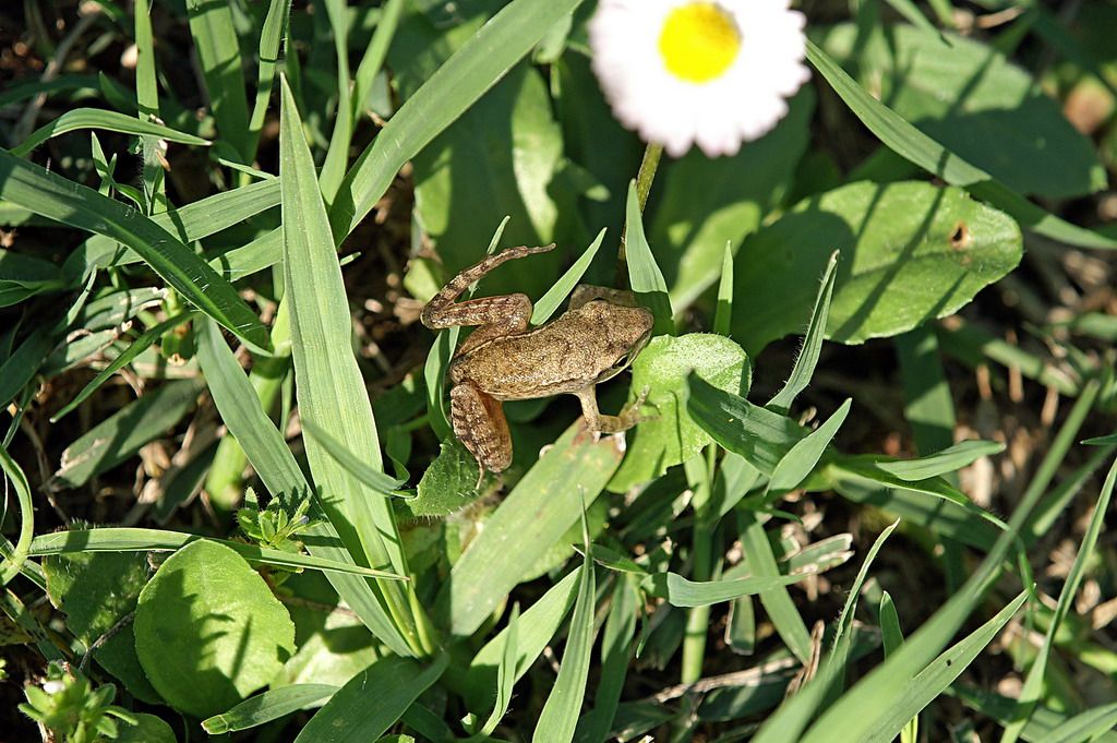 id anfibio - giovane Rana dalmatina
