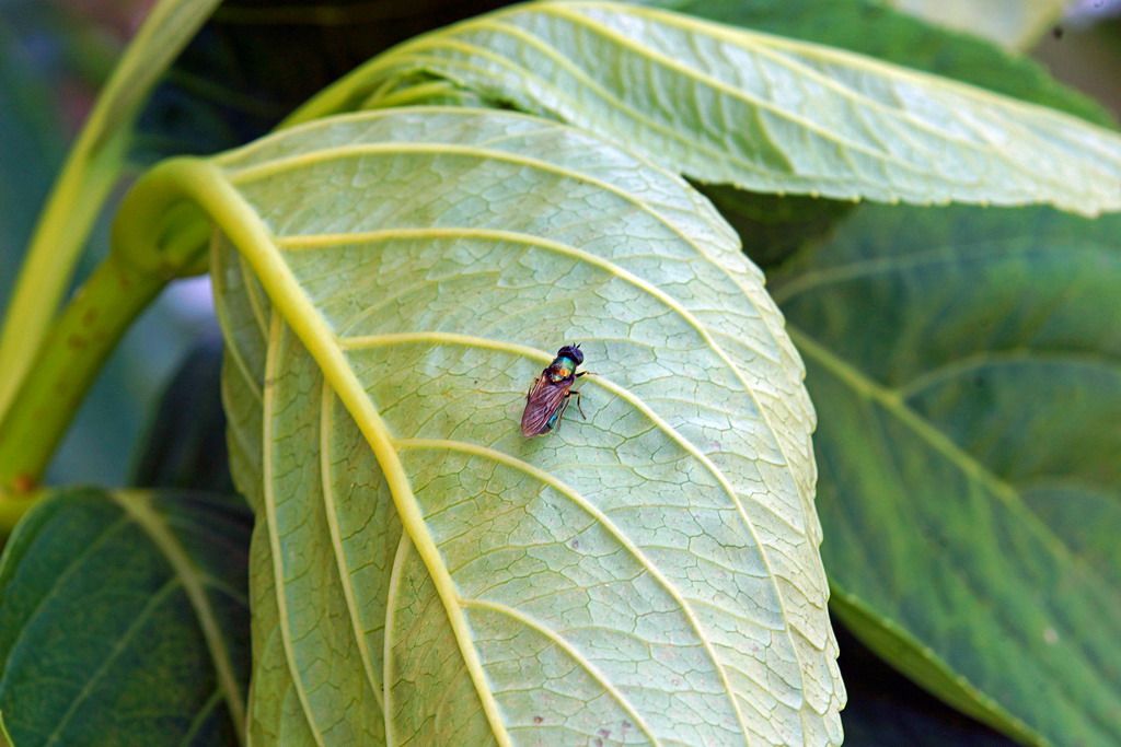 Chloromyia cfr. formosa,  Stratiomyidae