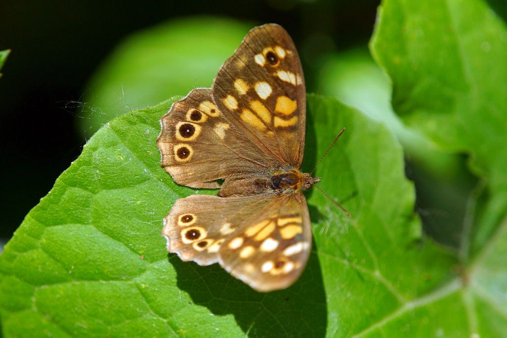 Pararge aegeria, Nymphalidae Satyrinae