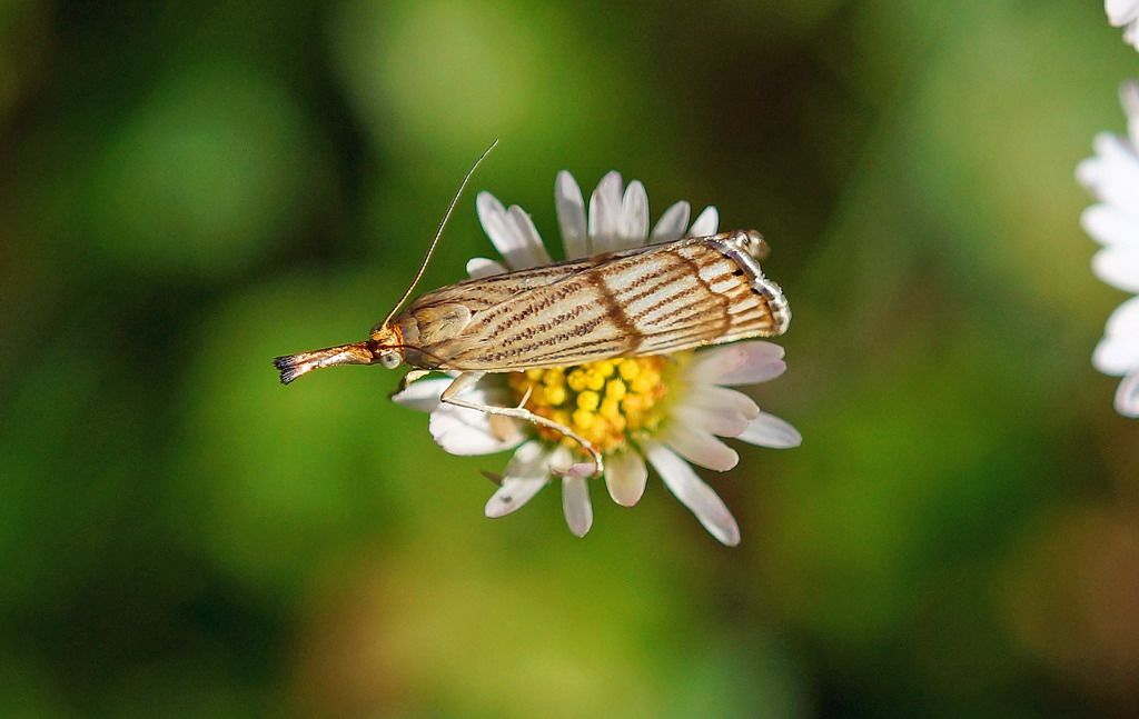 crambidae? - Chrysocrambus linetella