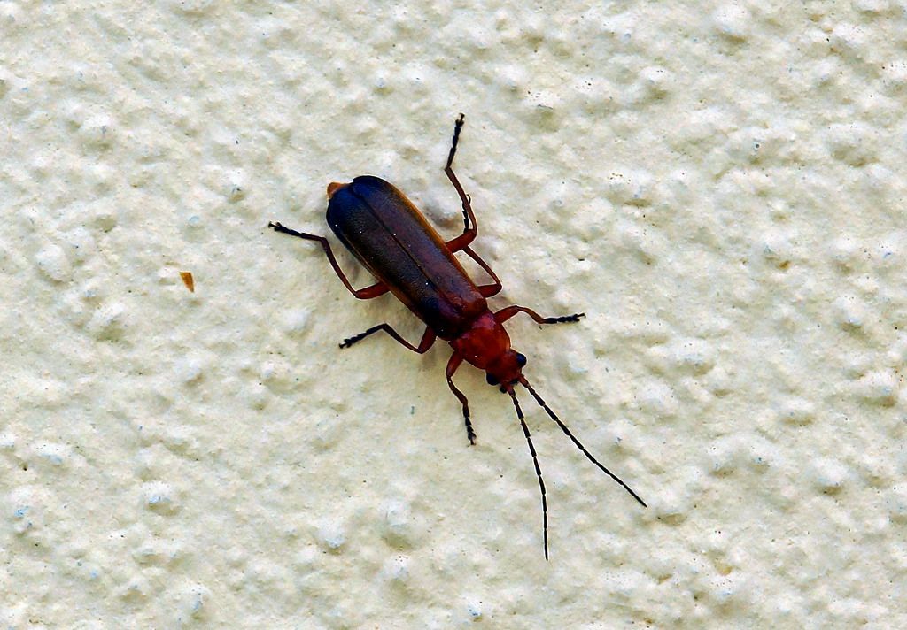 Rhagonycha fulva, Cantharidae