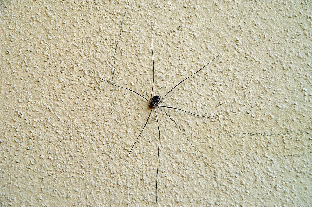 Leiobunum cf. limbatum