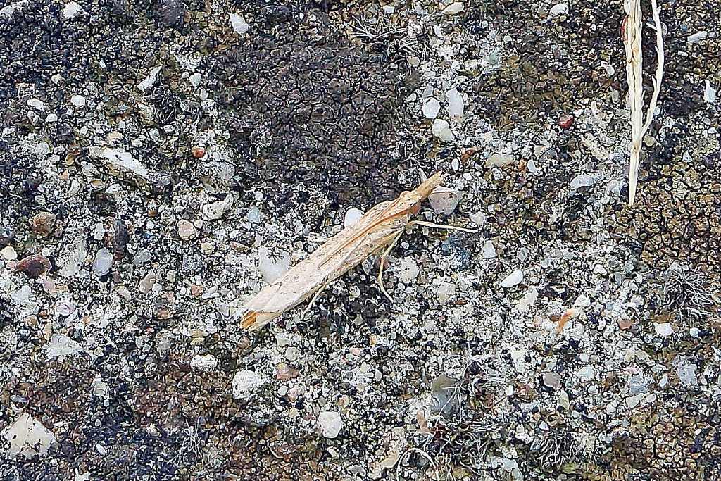 falena id - Crambidae