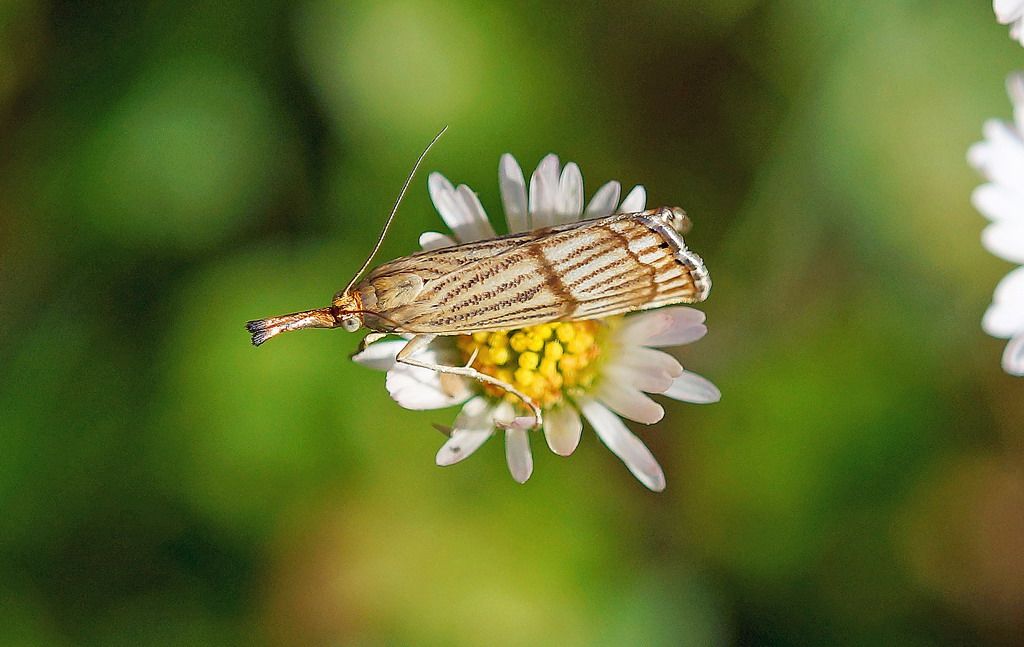 Chrysocramboides craterellus? Chrysocrambus linetella