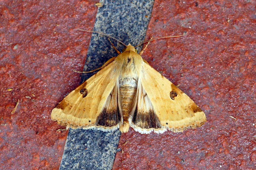 id - Heliothis peltigera