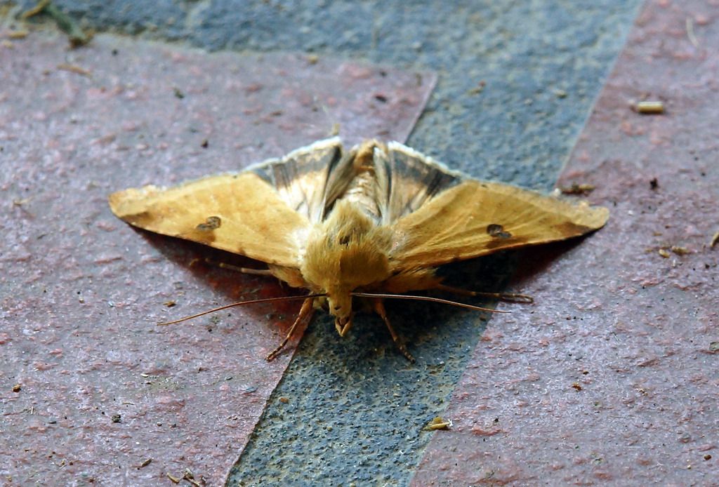 id - Heliothis peltigera