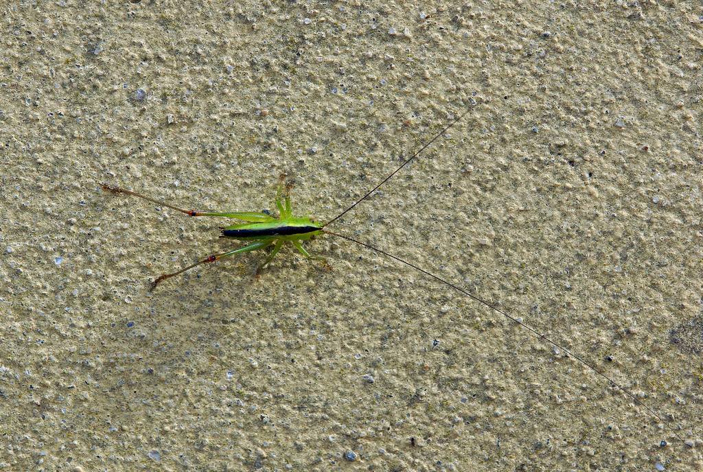 Conocephalus sp.  (Conocephalidae).