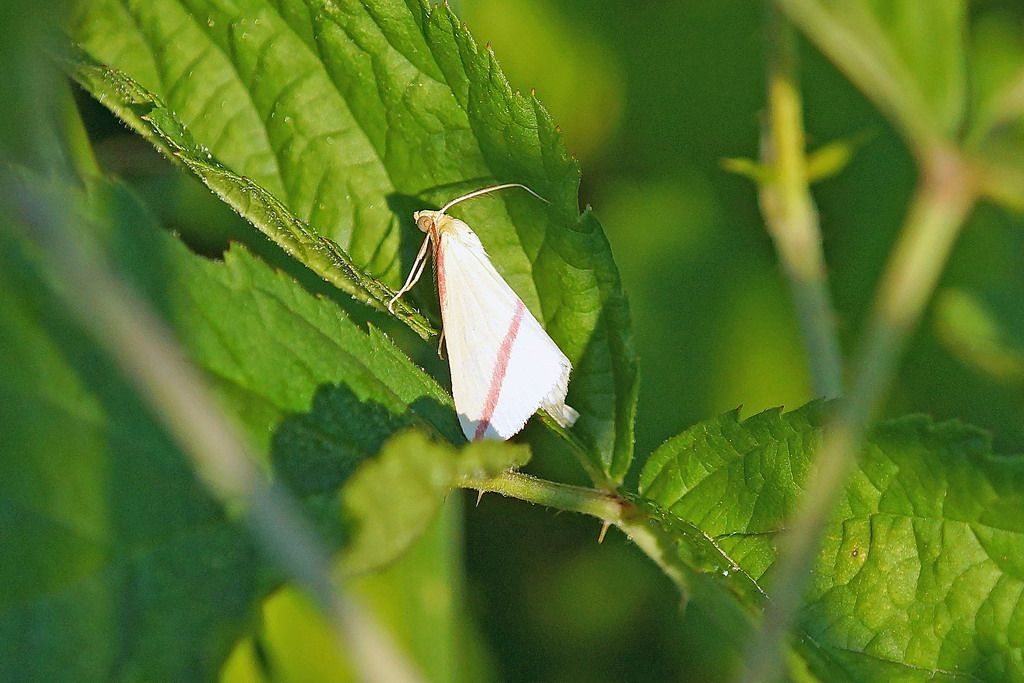 falena da id - Rhodometra sacraria