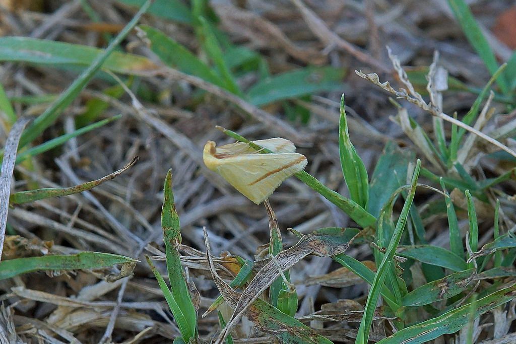 falena da id - Rhodometra sacraria