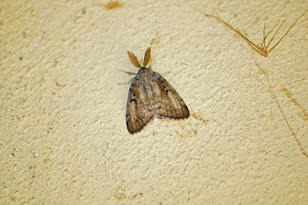 falena id - Lymantria dispar
