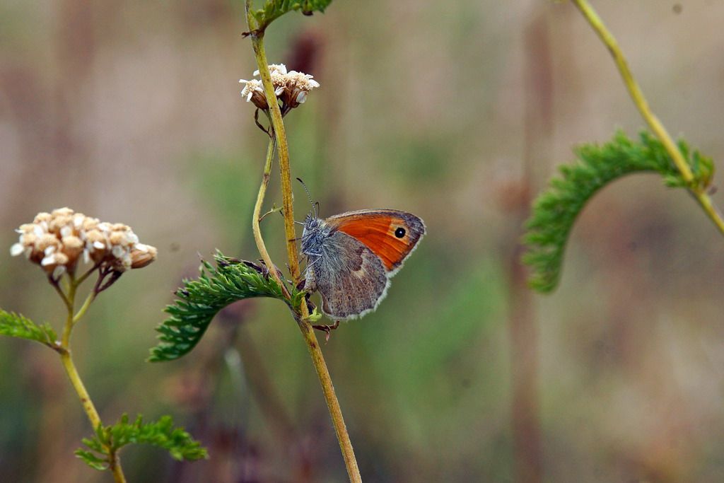Nymphalidae da id - Coenonympha pamphilus