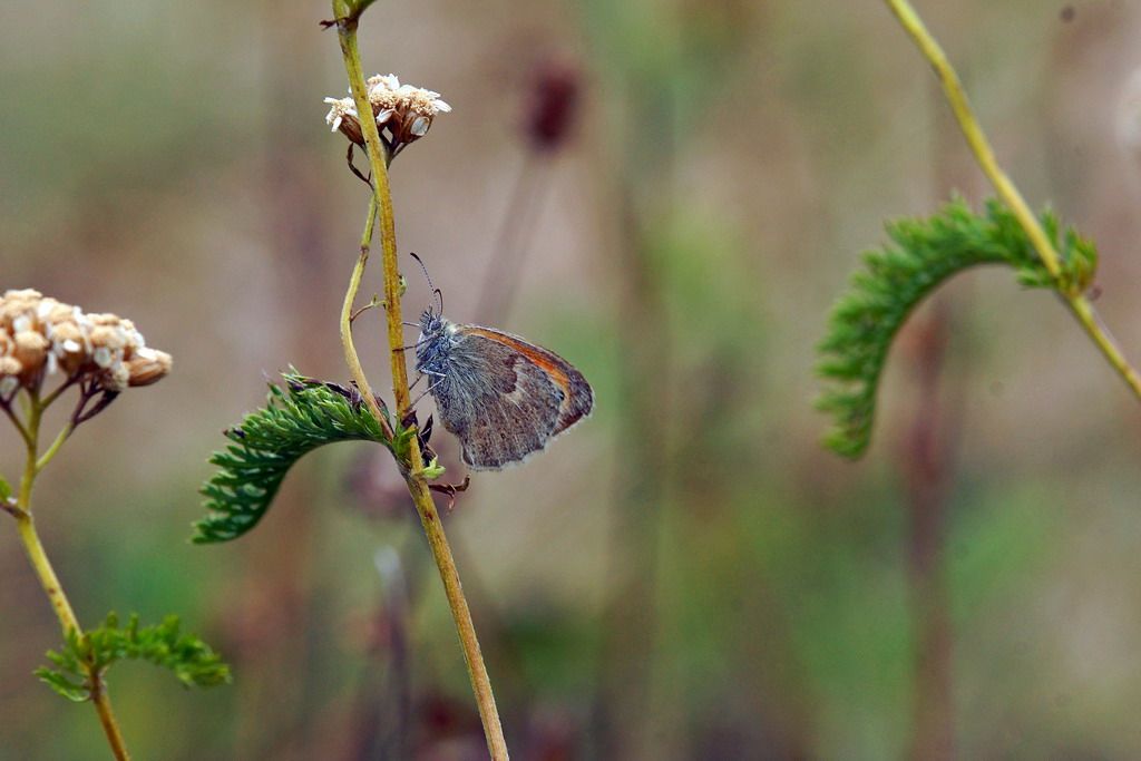 Nymphalidae da id - Coenonympha pamphilus
