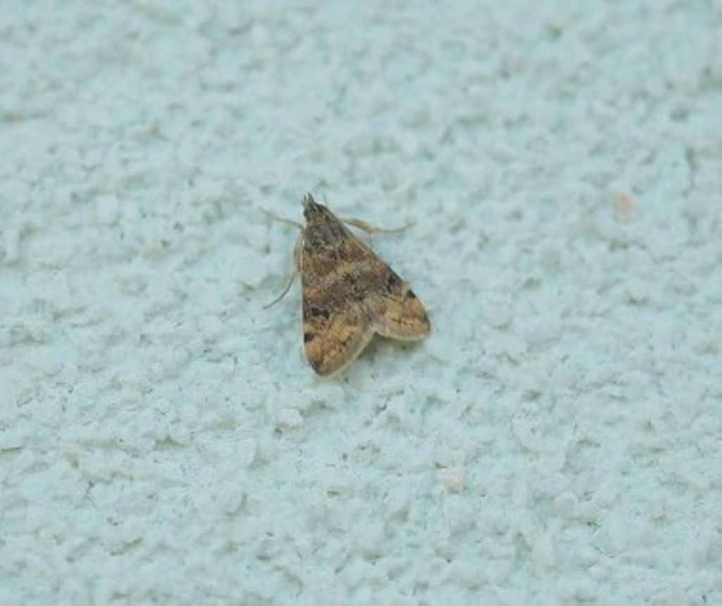 id falena - Aporodes floralis