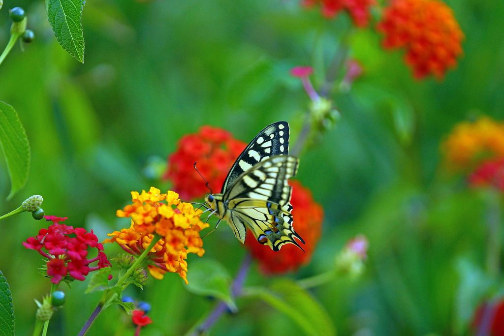 Papilionidae: Papilio machaon