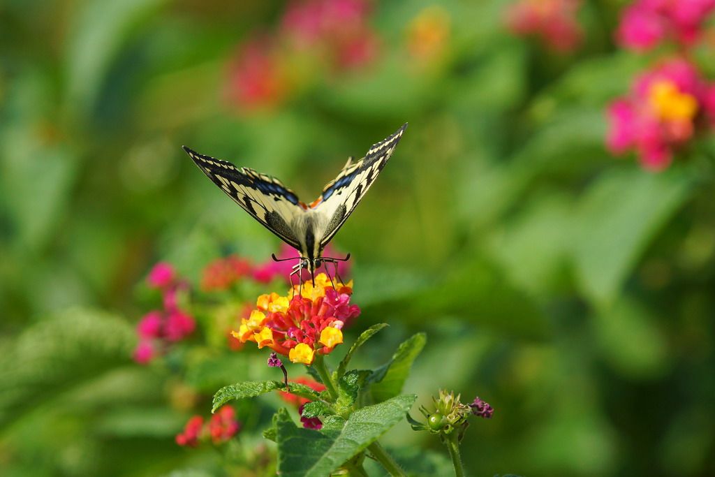 Papilionidae: Papilio machaon