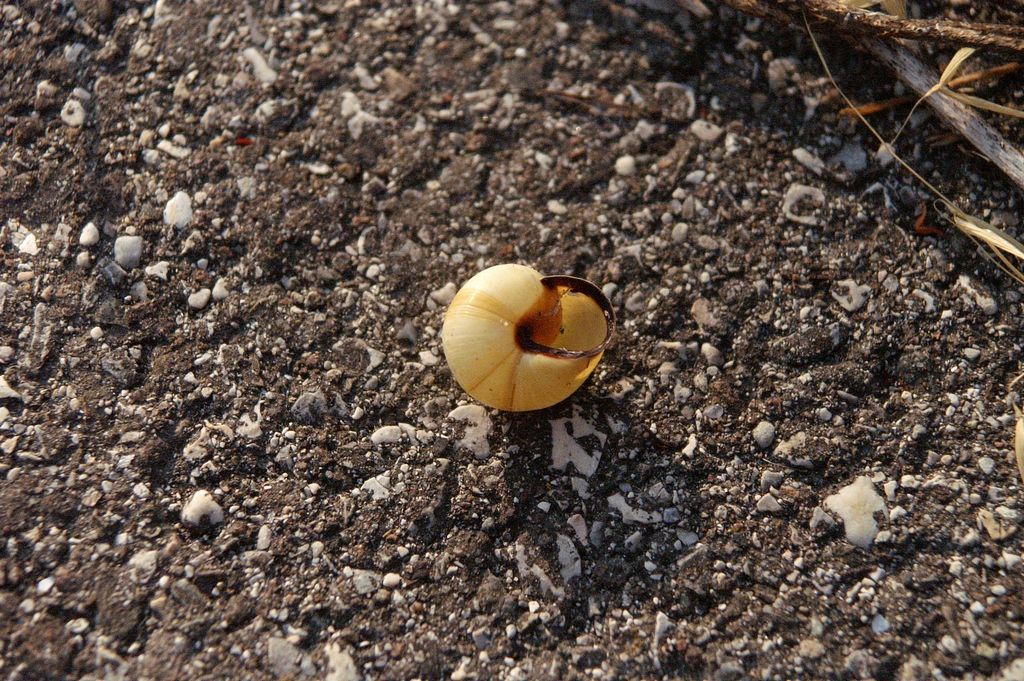 Cepaea nemoralis da Ostiglia (MN)