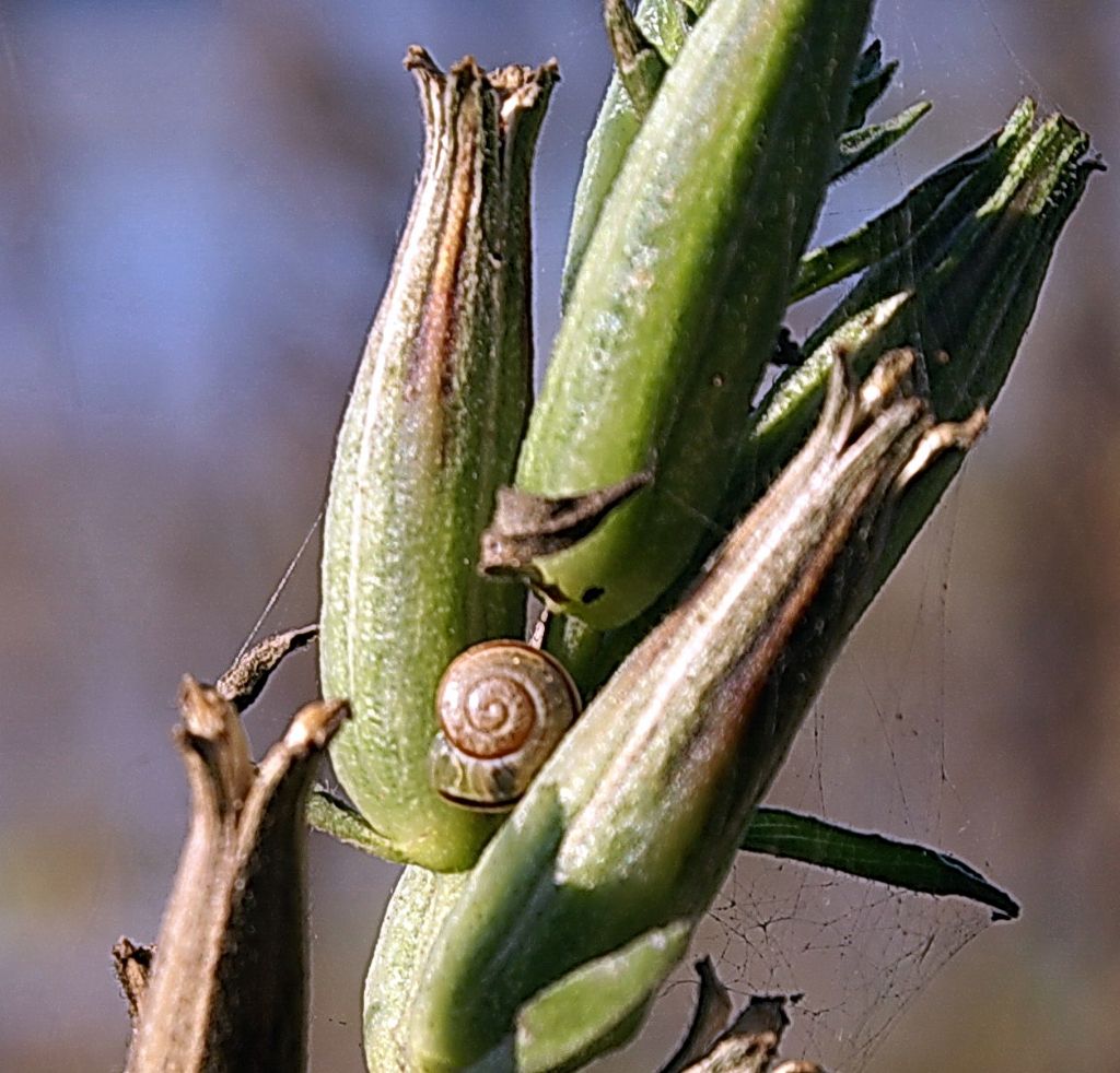 id gasteropode