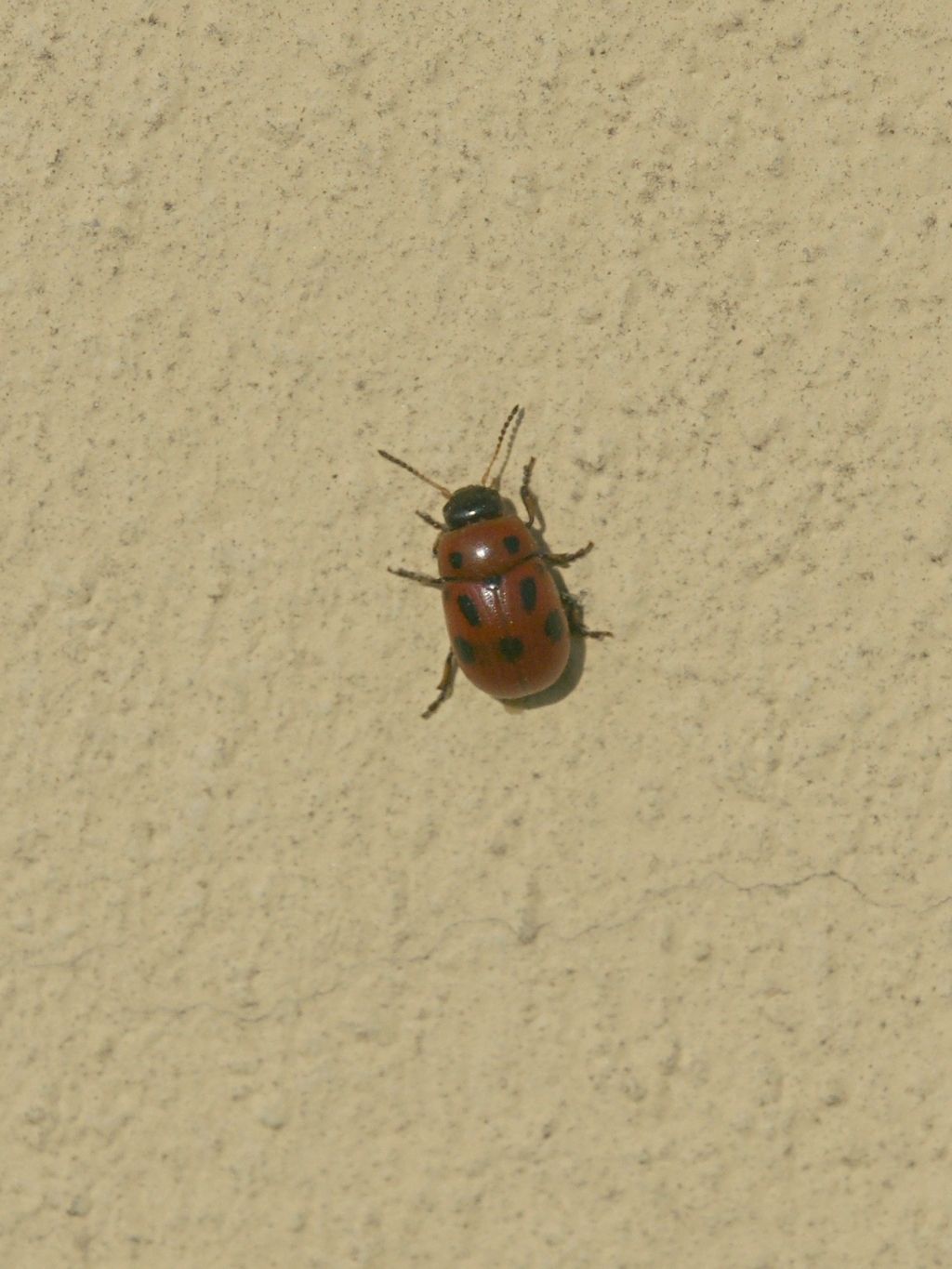 Gonioctena fornicata, Chrysomelidae