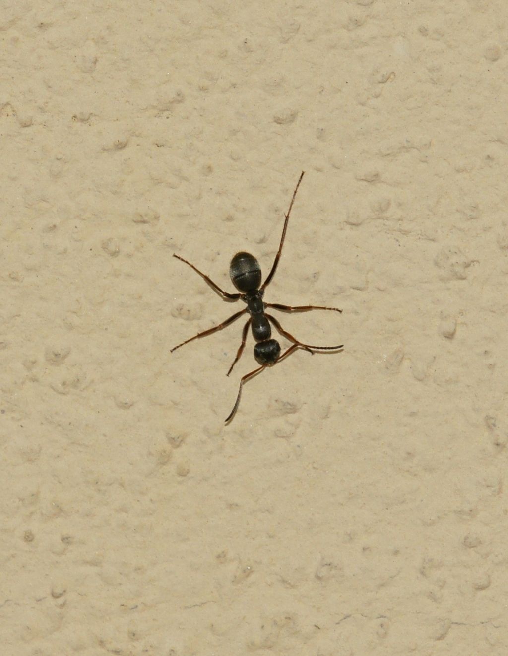 Formica sp.