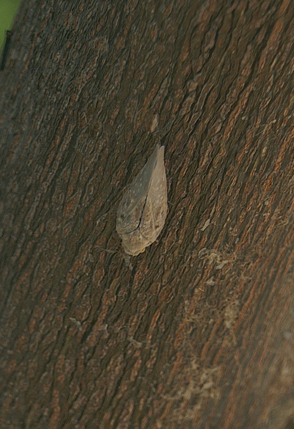 Fulgoromorpha Flatidae:  Metcalfa pruinosa