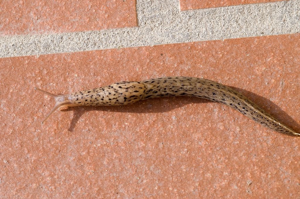 Limax maximus (gruppo) da Ostiglia (MN)