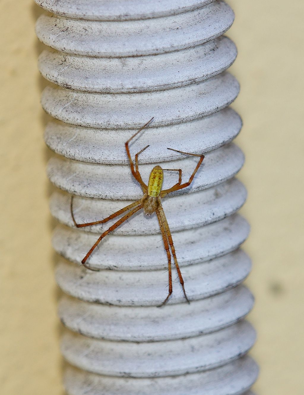 Maschio di Argiope bruennichi - Ostiglia