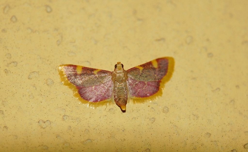 Id falena: Hypsopygia costalis