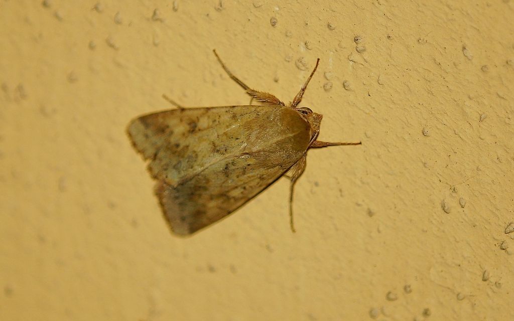 id falena 1 - Helicoverpa armigera