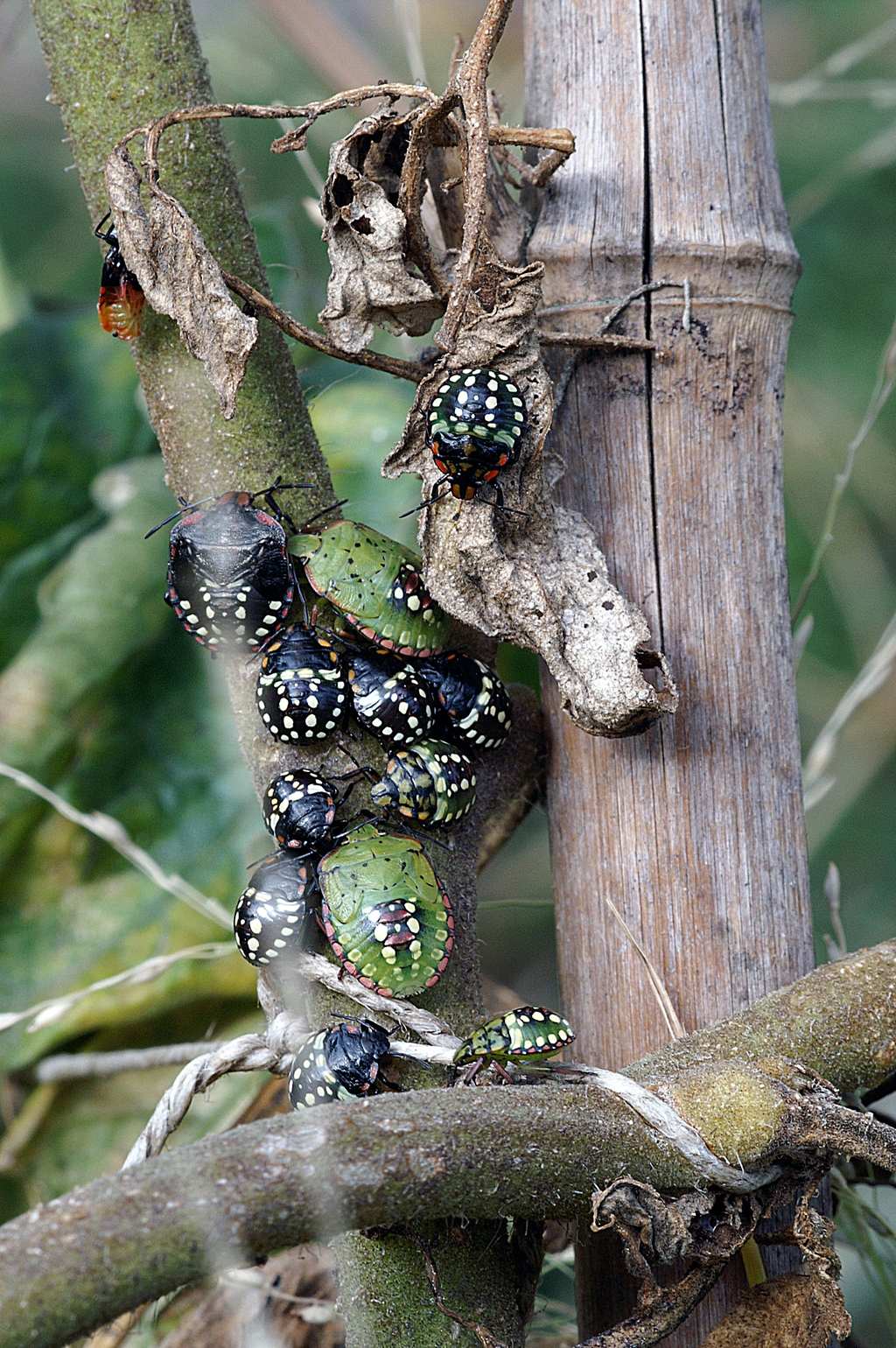 Pentatomidae: neanidi e ninfe di Nezara viridula