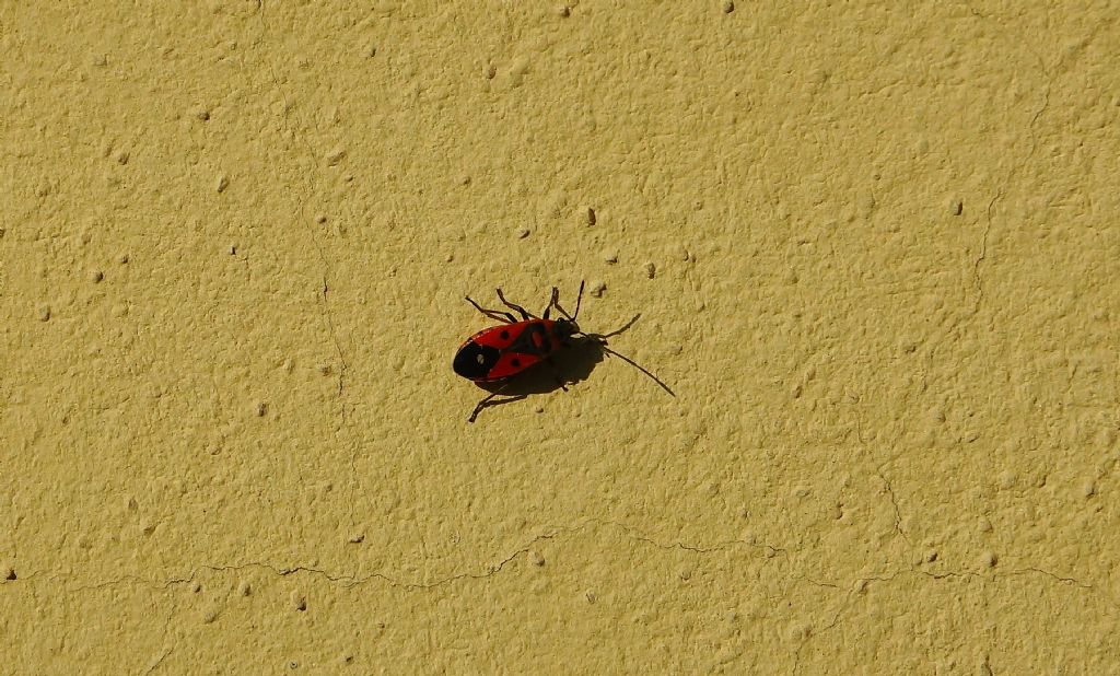 Lygaeidae:  Melanocoryphus albomaculatus