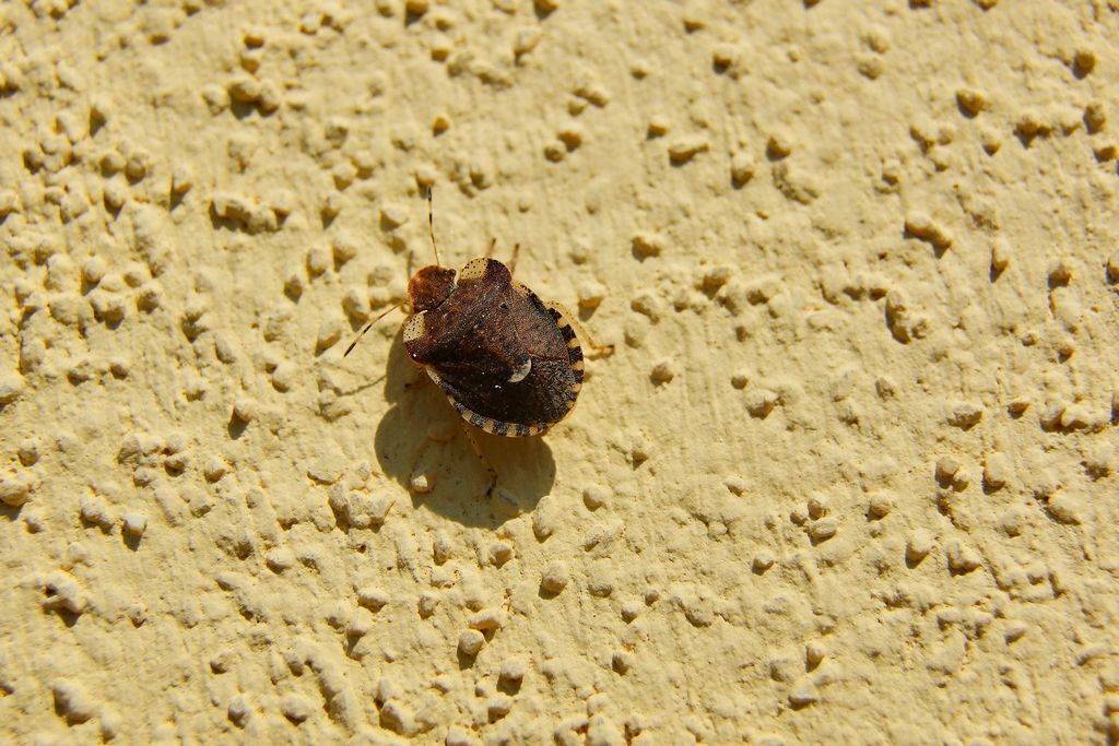 Pentatomidae:  Dyroderes umbraculatus