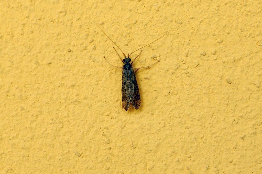 Hydropsychidae: Hydropsyche sp.