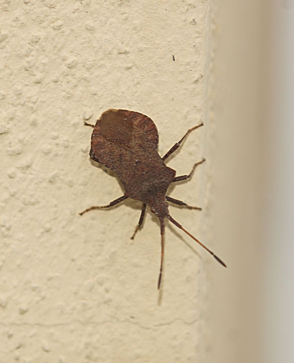 Coreidae: Coreus marginatus