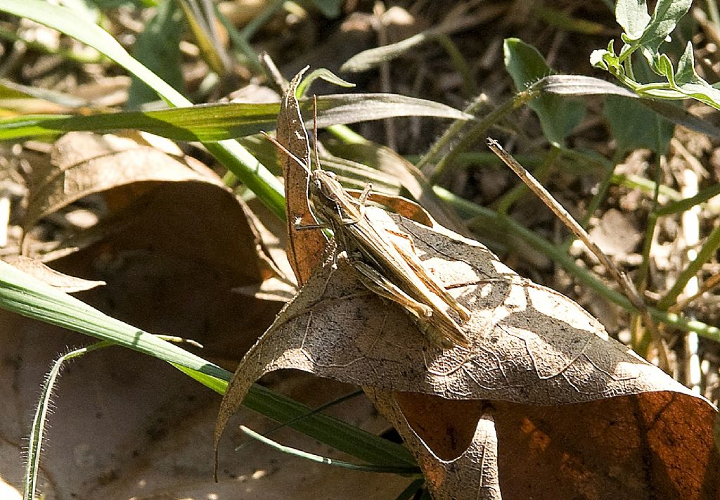 Acrididae: Chorthippus (Glyptobothrus) sp., femmina