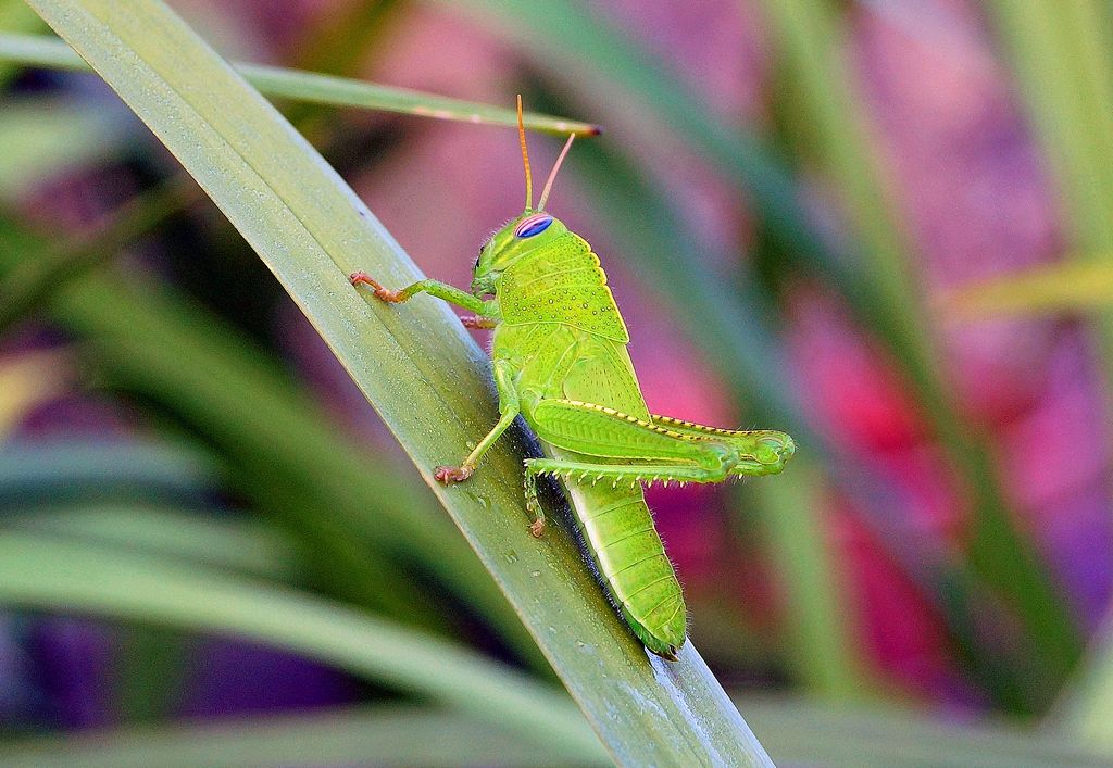 Ninfa di Anacridium aegyptium