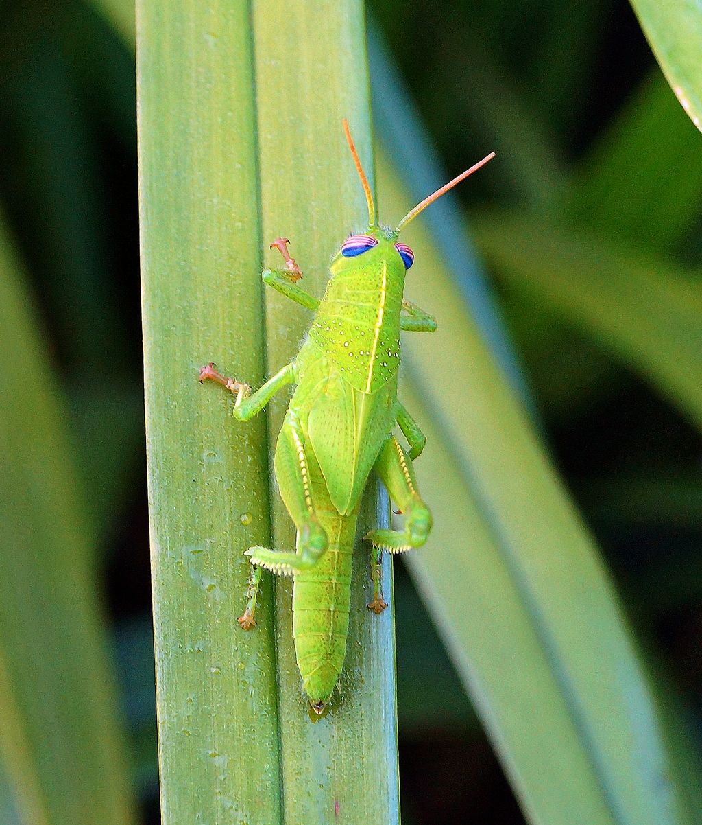 Ninfa di Anacridium aegyptium