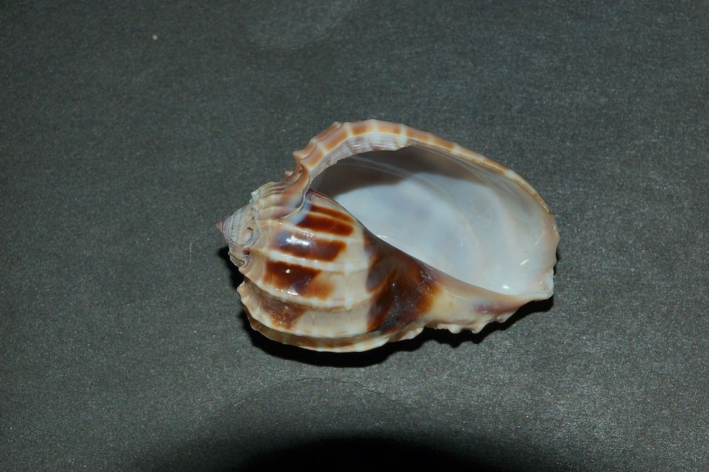 id gasteropode