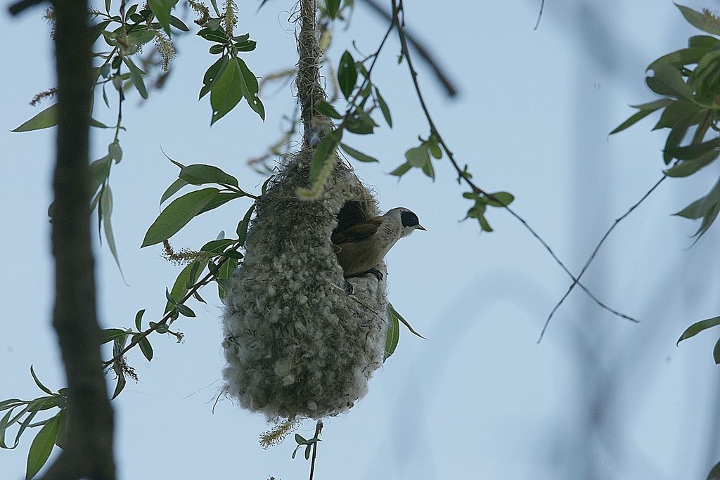 Pendolino (Remiz pendulinus - Remizidae)