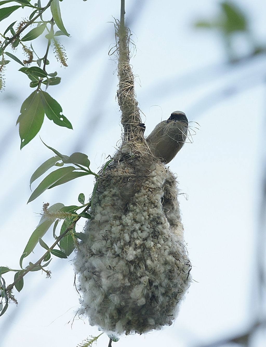 Pendolino (Remiz pendulinus - Remizidae)