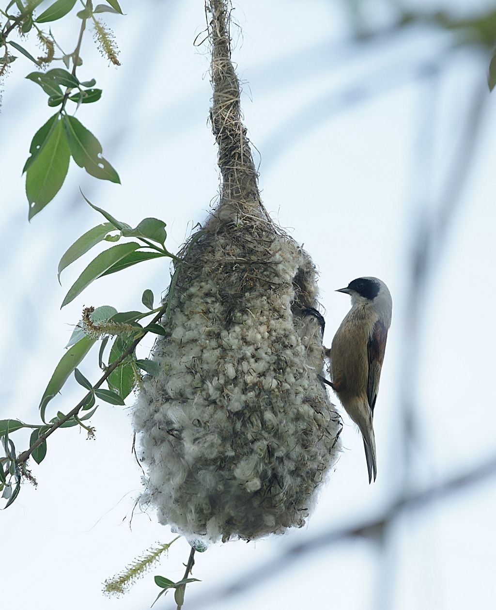 Pendolino (Remiz pendulinus - Remizidae)