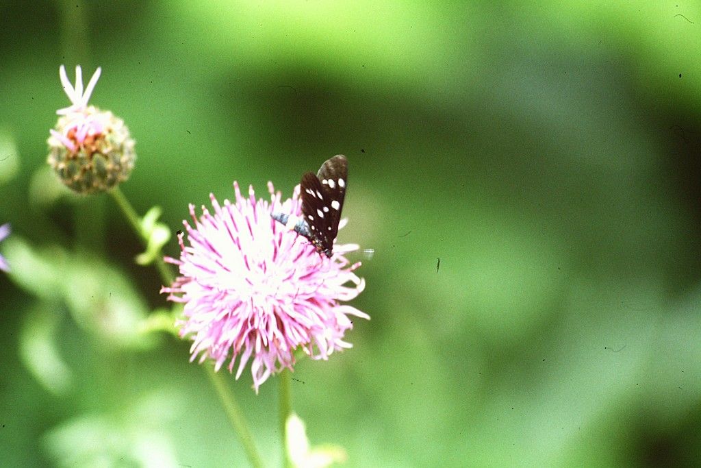lepidottero - Amata sp., Erebidae
