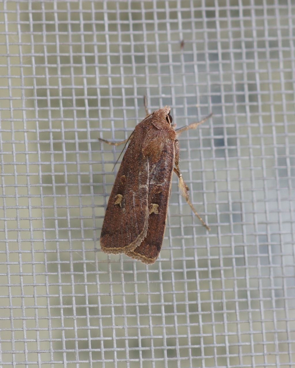 Noctuidae? S, Xestia (Xestia) xanthographa
