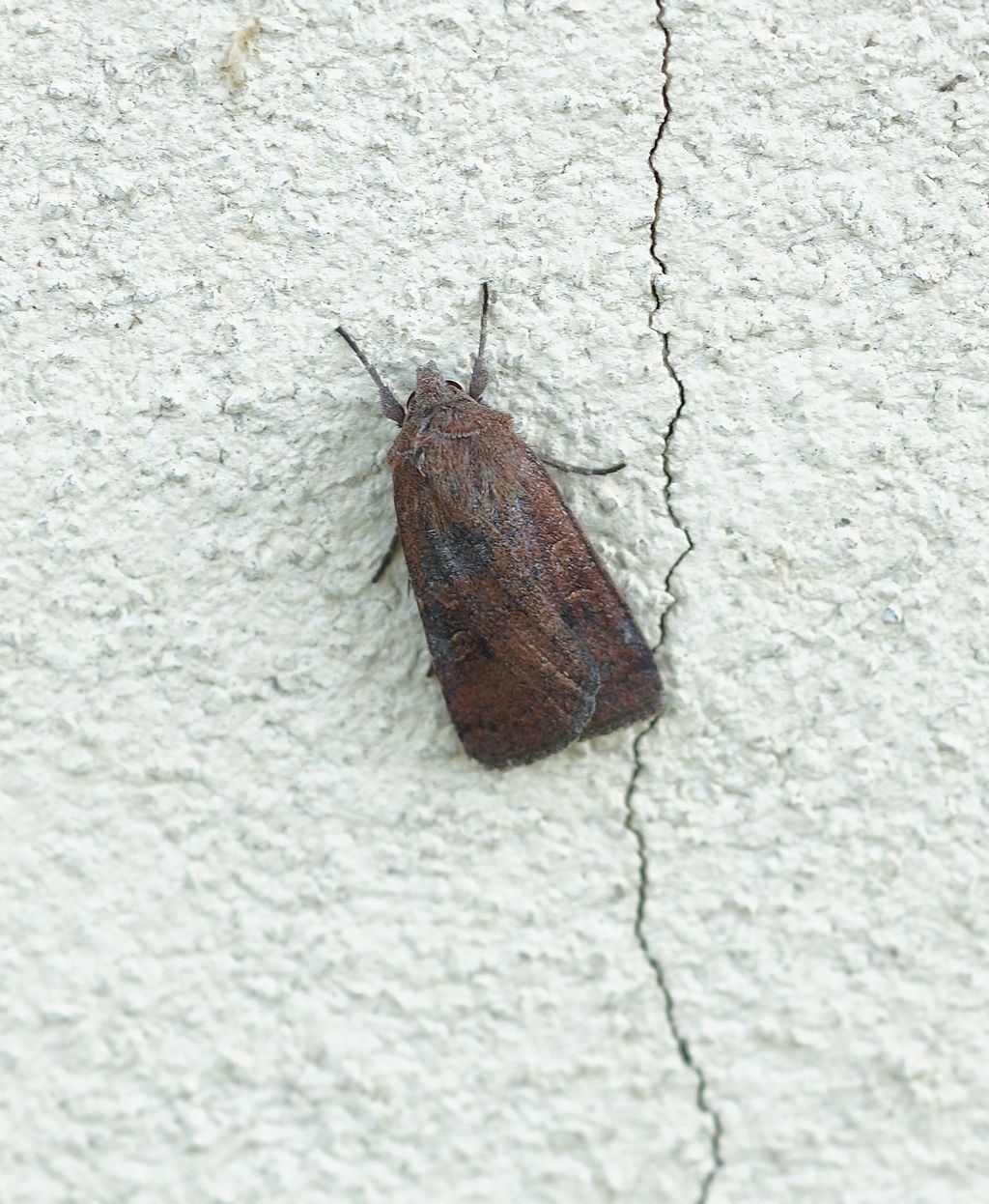 Noctuidae 1 - Xestia (Xestia) xanthographa