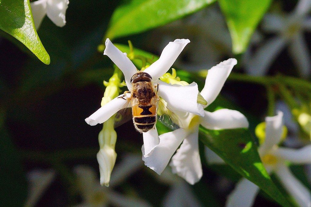 Syrphidae: Eristalis cfr. arbustorum