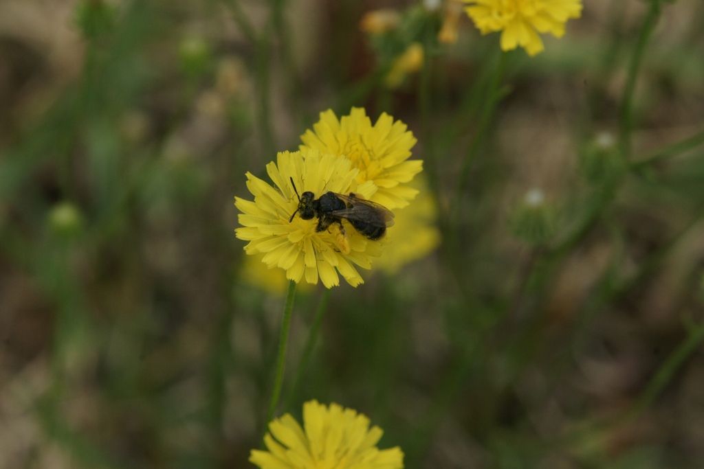 Andrena sp., femmina (Apidae Andreninae)