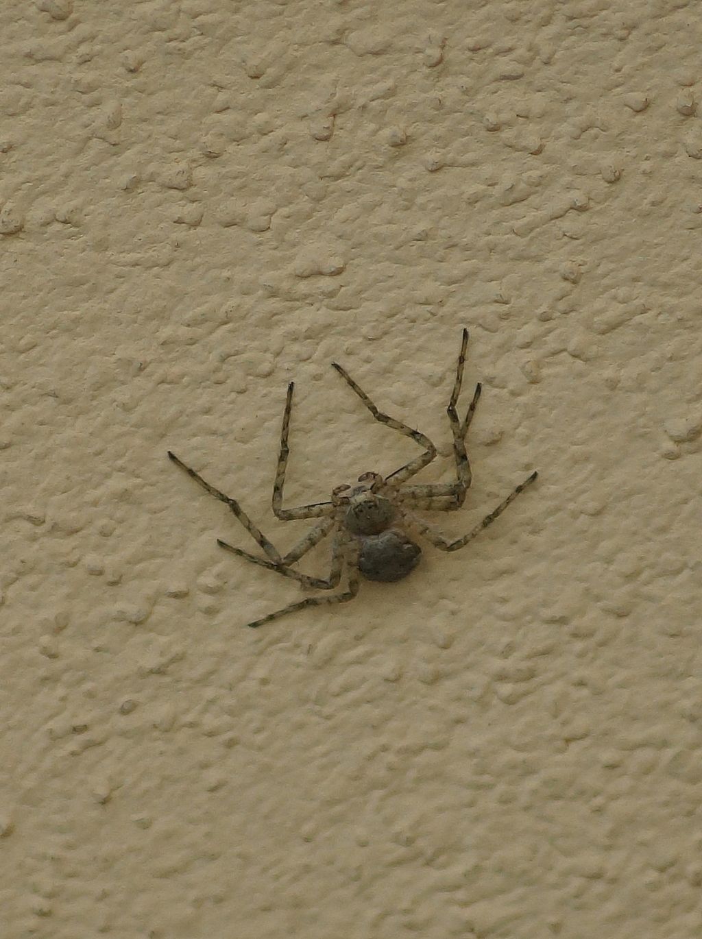 Philodromus sp. - Ostiglia (Mn)